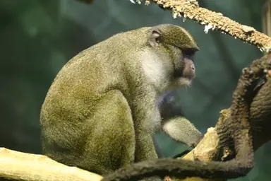 1920px-Allens_swamp_monkey.png