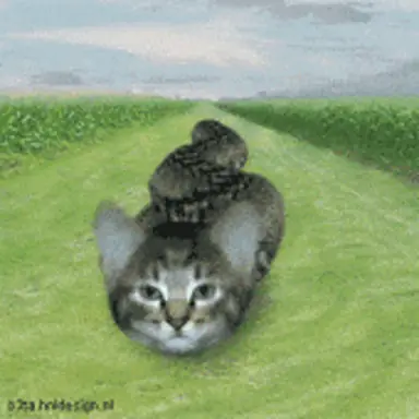 cat-snake-weird.gif