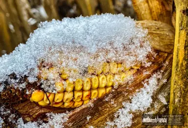 rain-snow-braun-farm-iphoneography-11-30-20-4897-03122-1.jpg