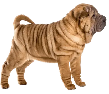 chinese-shar-pei.png
