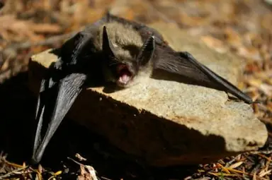 keens_myotis_tim_gage_creative_commons_2841828605_9cebb14a05_b.jpg