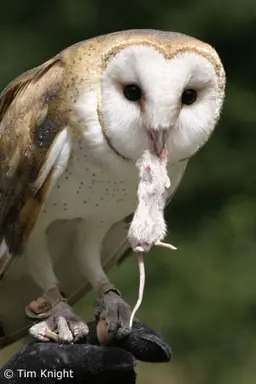 barn_owl_3tfk.png