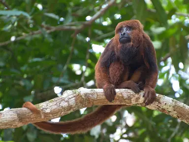 Brown_Howler_Monkey_6.png
