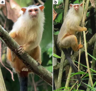 1024px-Casal_de_Sagui-de-schneider_ParanaC3ADta_2021.png