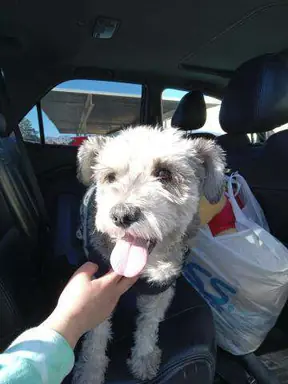 Joyces_Dog.jpg