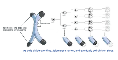 Cell-div-illustration.webp