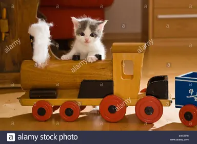 kitten-playing-with-a-wooden-toy-train-in-a-living-room-BYE5R8.png