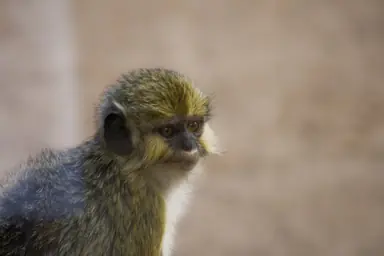 1920px-Talapoin_II_-_Bioparc_Valencia_28278741896629.png