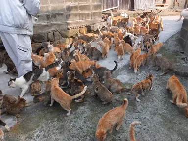 1280px-Cats_in_aoshima_island_1.JPG