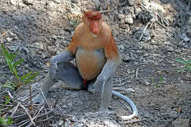 unknown.png