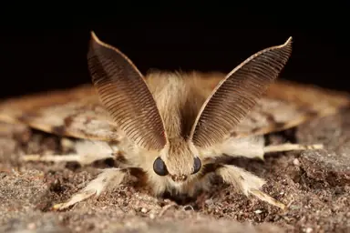 09INSECTS-superJumbo.jpg