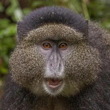 1024px-Golden_monkey_28Cercopithecus_kandti29_head_2.png