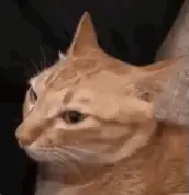 6BEDB294-013C-44D0-AA8D-5B9164DFEB2D-1.gif