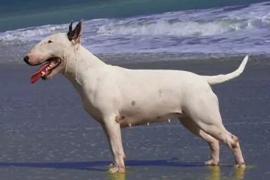 Bullterrier-3453301920.png