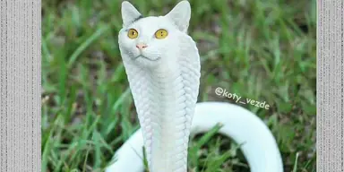 unknown.png