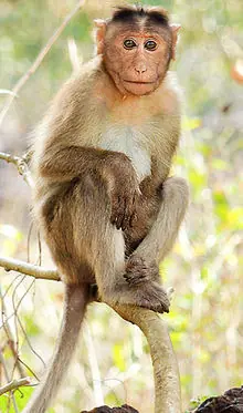 220px-Bonnet_macaque_28Macaca_radiata29_Photograph_By_Shantanu_Kuveskar.png