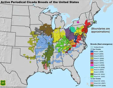 Periodical_Cicada_Broods_of_the_United_States__1_.webp