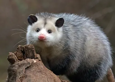 possum-1.jpg