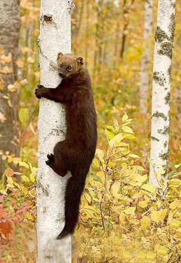 Fisher_cat_tree.jpg