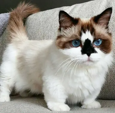 Munchkin-cat-blue-eyes.png