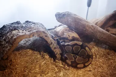 ball-python-sleeping-outside-hide.jpg