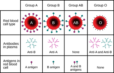 1920px-ABO_blood_type.png