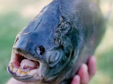 pacufish_4x3.png