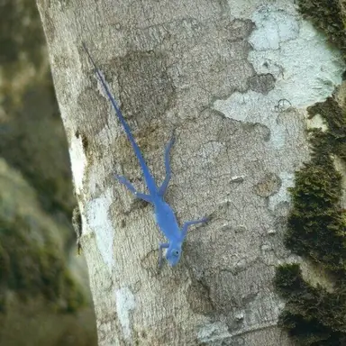 Anolis_gorgonae_MatthewGable.png