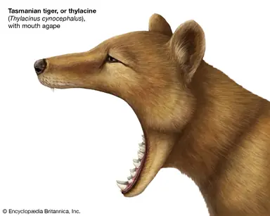 jaw-thylacine-gape.png