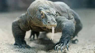 komodo-dragon-head-on.jpg