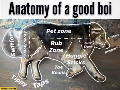 anatomy-of-a-good-boi-dog-pet-zone-rub-zone-sound-flaps-lookers-booper-huggie-sticks-swifter-humper-floofy-booty.jpg