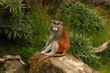 Patas_Monkey_Jr.png