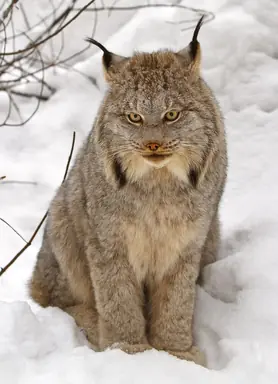 Canada_lynx_by_Michael_Zahra_cropped.jpg