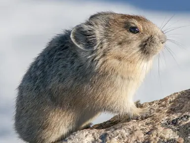 pika-in-profile-verne-lehmberg-promo-3988157428.jpg
