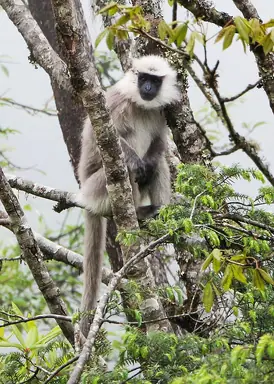 800px-Nepal_gray_langur2C_Bhutan.png