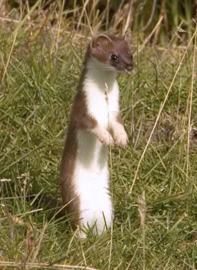 Mustela_erminea_upright.png