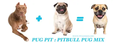 pugpit-whatdoesapitbullpugmixbreedlooklike.png