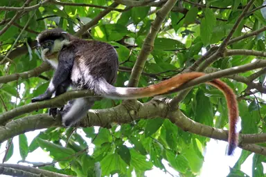 1920px-Red-tailed_monkey_28Cercopithecus_ascanius292C_Semliki_Wildlife_Reserve.png