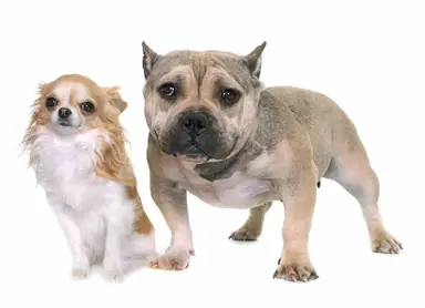 Pitbull-Chihuahua-Mix-A.png