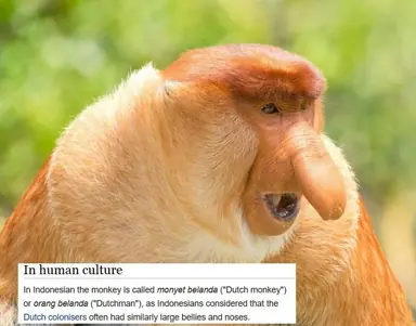 Dutchmonkey_398194_8098291.png