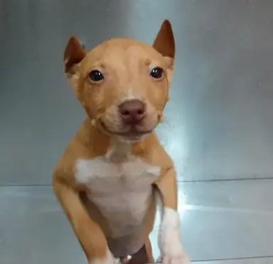 Pitbull-Chihuahua-Mix-Puppy.png