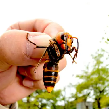 2a12b3d88eedee7096161f9e6d95d4a44b-3-murderhornet.rsquare.w700-888551674.jpg