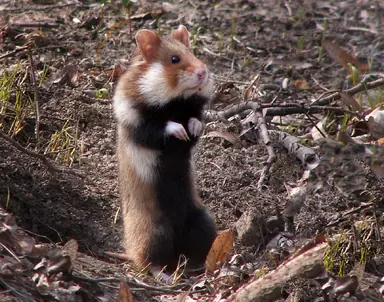 Hamster.png
