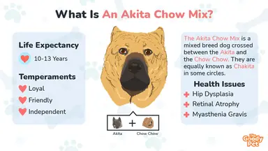 Akita-Chow-Mix-v1.png