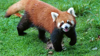 red-panda-full-body_16x9.png
