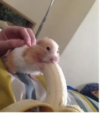 opK4m8z.png
