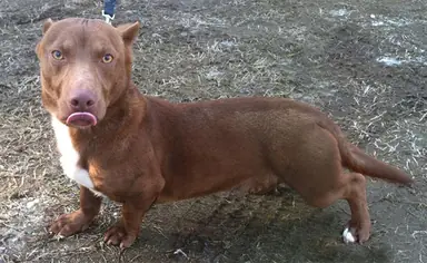 pitbull-chihuahua-mix_5.png