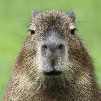 capybara-square-1.png