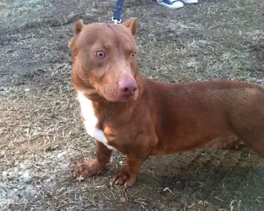 chihuahua-pitbull-mix_7.png
