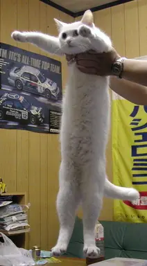 longcat.png